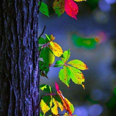 万博体育最新下载链接截图